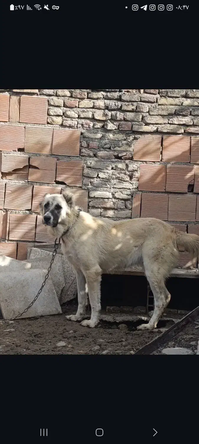 واگذاری سگ ماده ترکمن دم فحل|سگ|بندر ترکمن, |دیوار