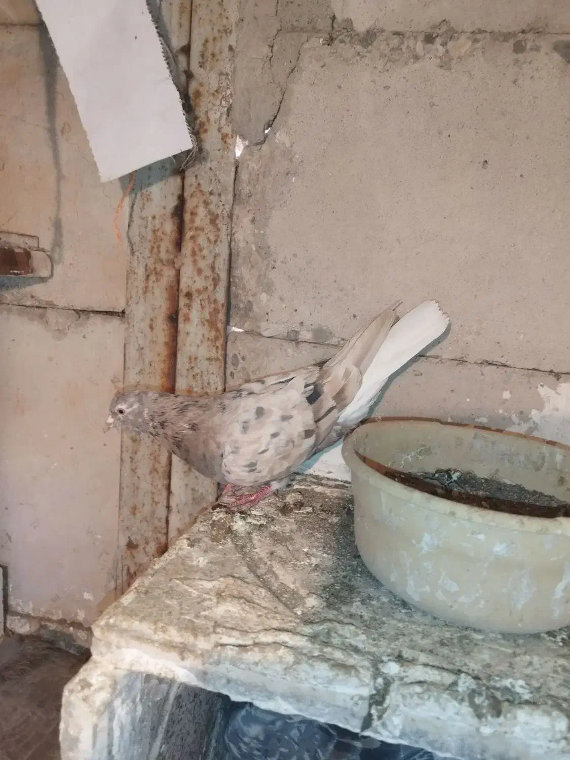 کبوتر|پرنده|ابهر, |دیوار