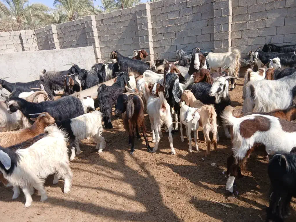 کهره چاق نروماده|حیوانات مزرعه|کنار تخته و کمار, |دیوار