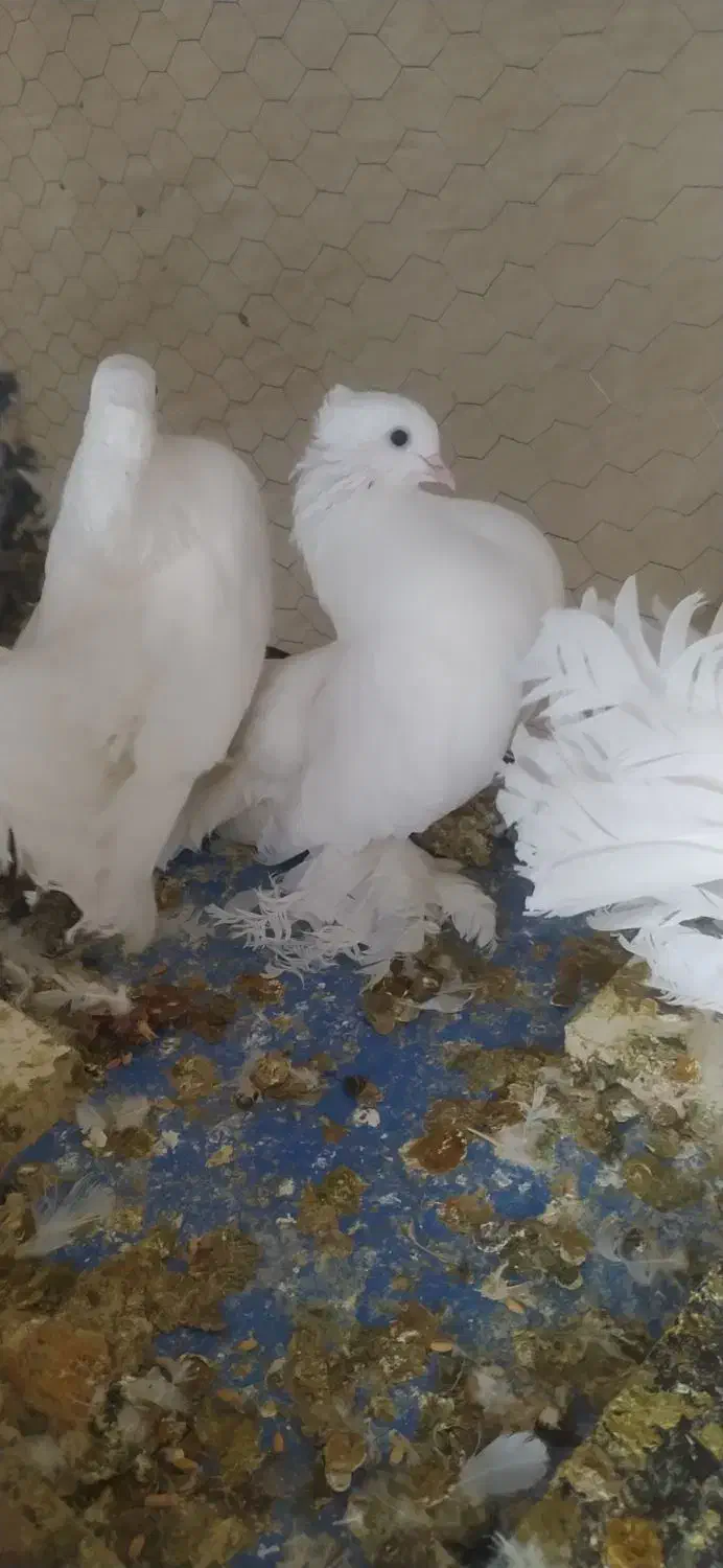 کبوتر پرپا سینه لرزان|پرنده|یزد, |دیوار