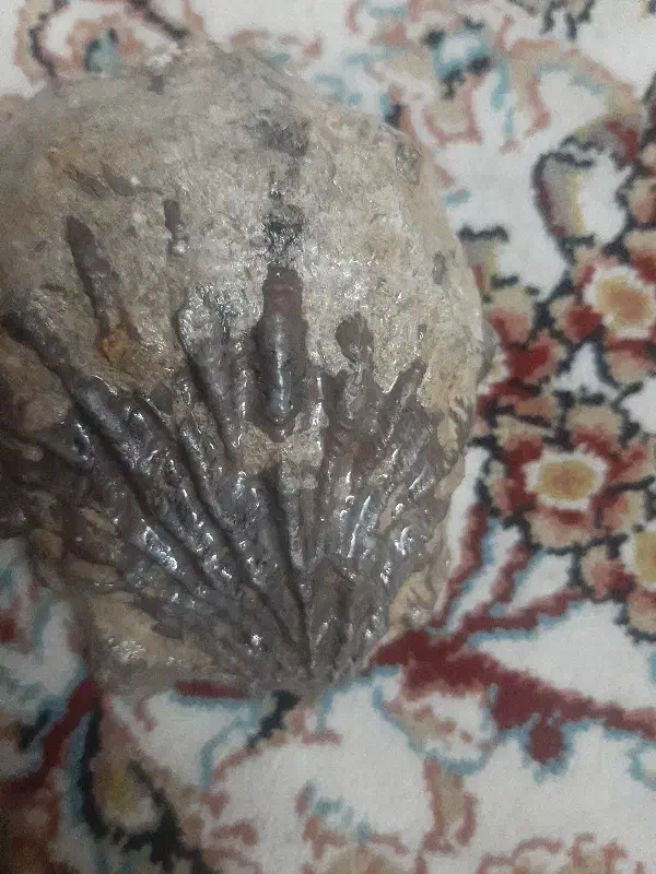 فصیل صدف|کلکسیون اشیاء عتیقه|همدان, |دیوار