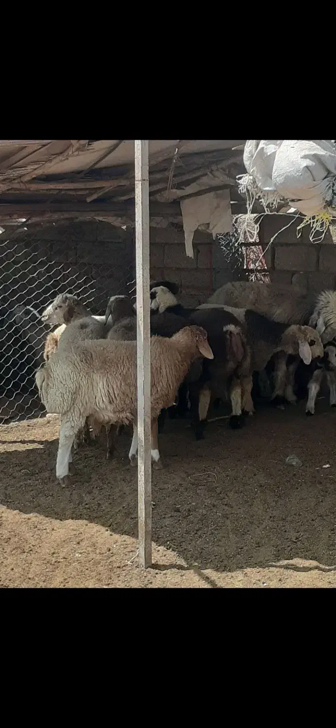 کهره بره  گوشتی|حیوانات مزرعه|شیراز, جوادیه|دیوار