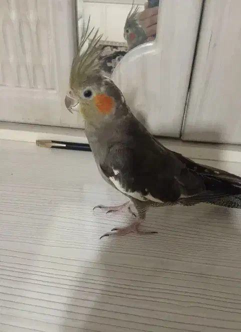 عروس هلندی سالم|پرنده|مشهد, امیرآباد|دیوار