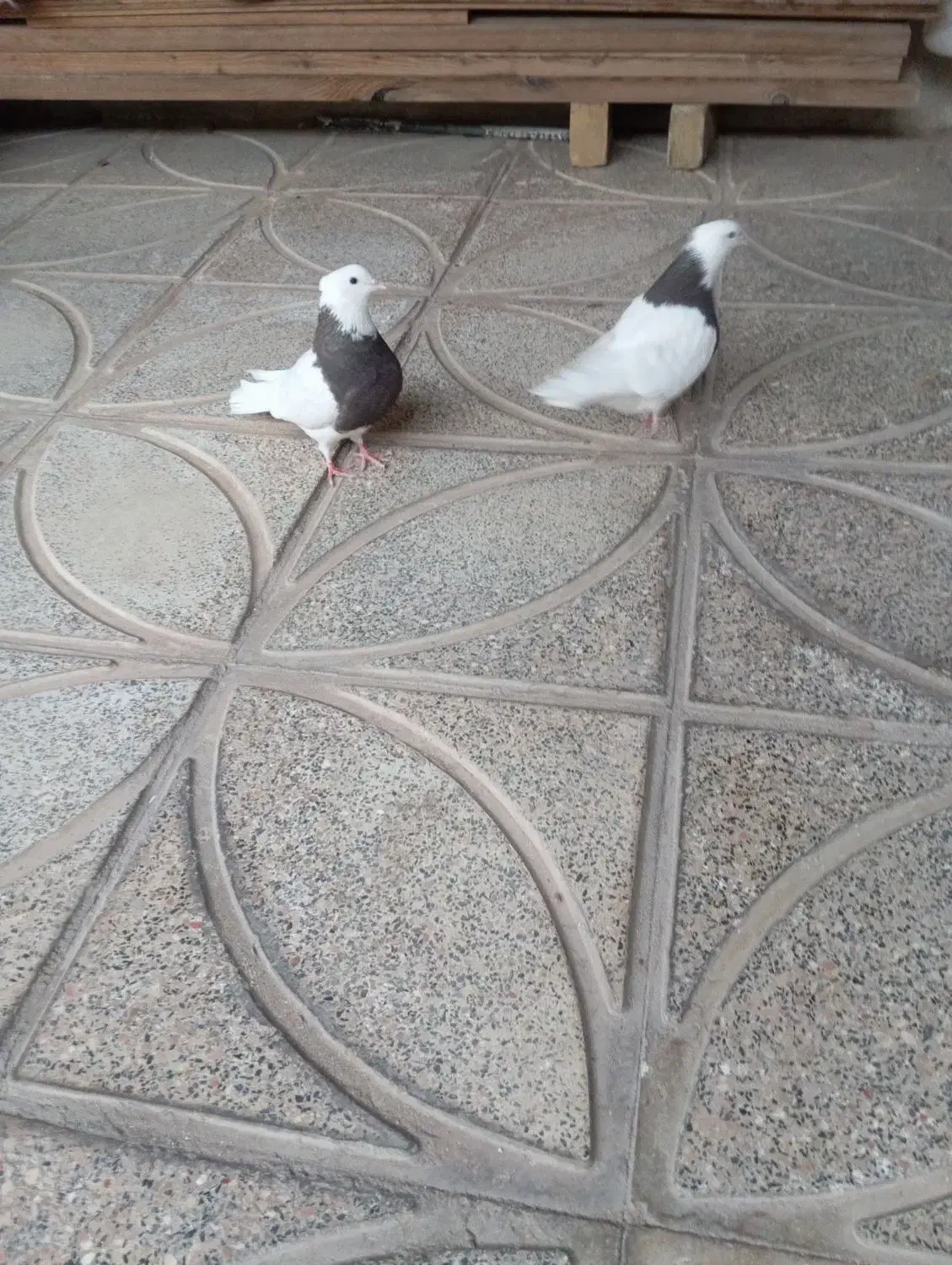 فروشی|پرنده|زرندیه, |دیوار