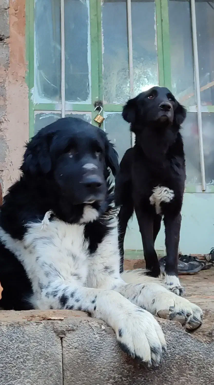 سگ درشت اصیل|سگ|فلاورجان, |دیوار