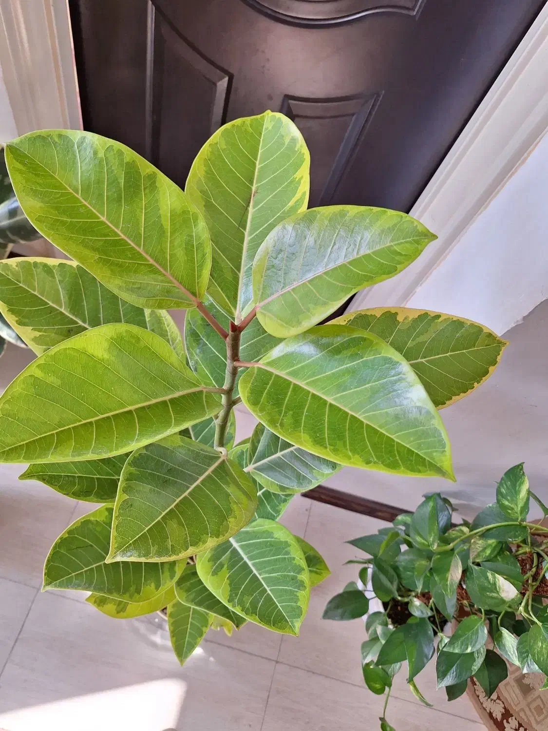 گلدان فیکوس آلتیسما(پرتقالی).همراه با گلدان سفالی|گل و گیاه طبیعی|شاهین‌شهر, نسیم ۵|دیوار