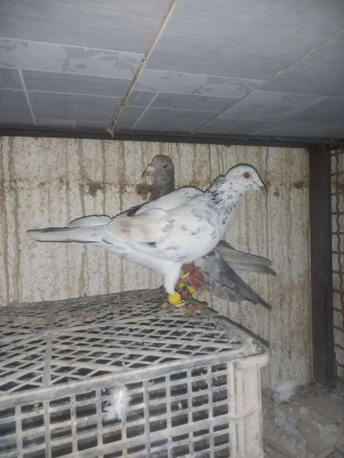 هفترنگ خطی|پرنده|محمدیه-قزوین, |دیوار