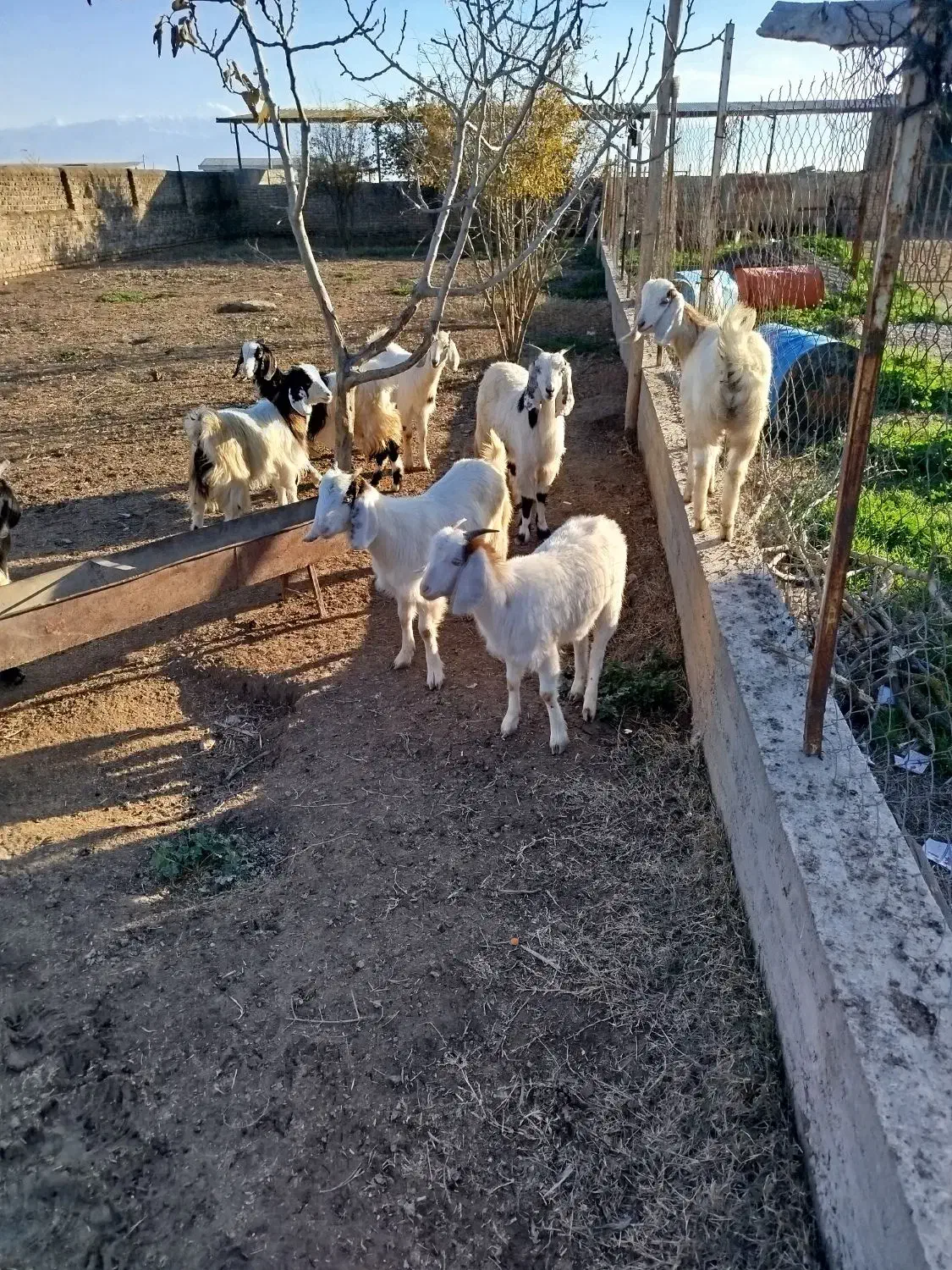 بزغاله در حیوانات مزرعه|حیوانات مزرعه|سیمین شهر, |دیوار