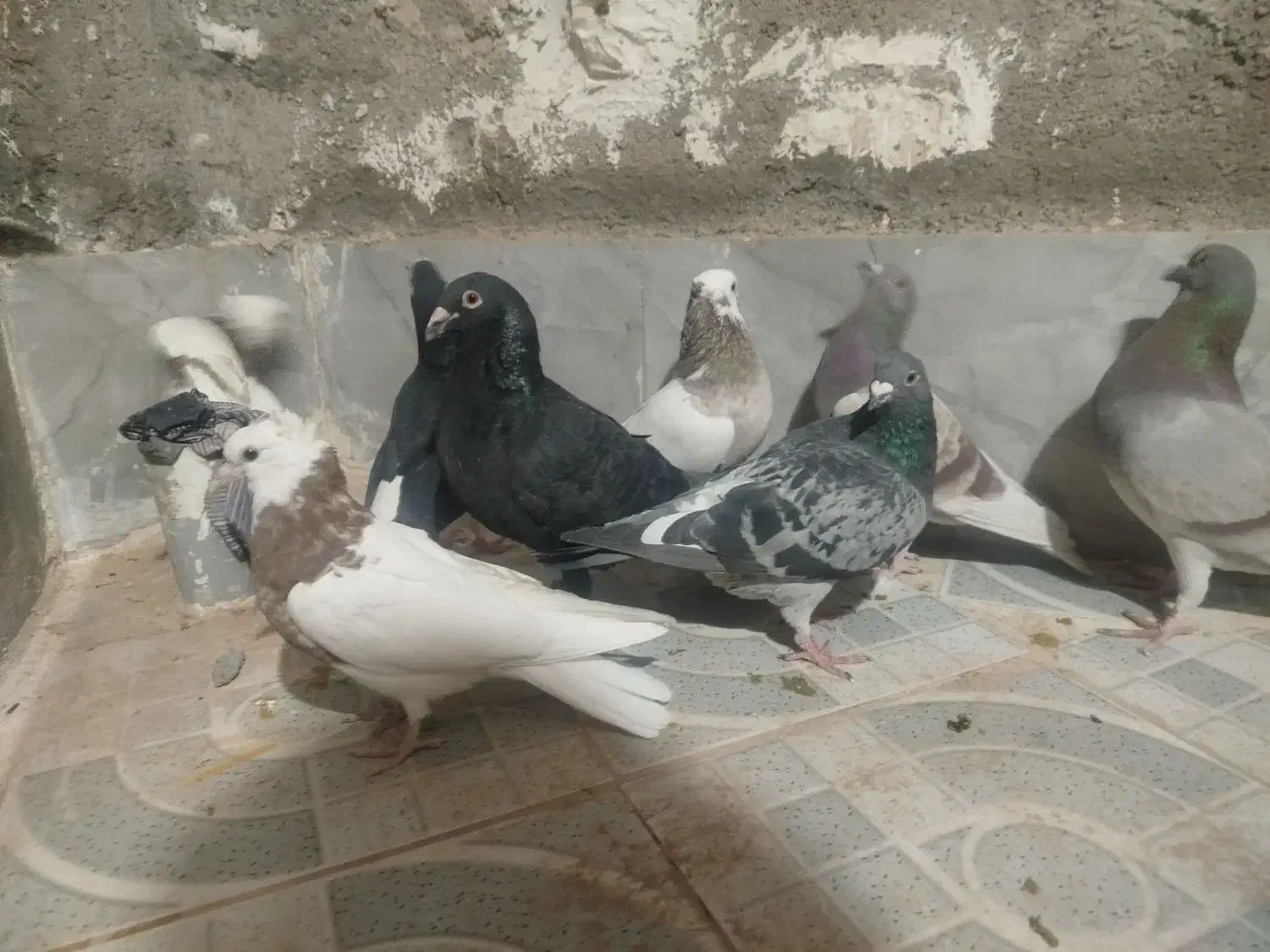 کفتر|پرنده|نصر آباد, |دیوار