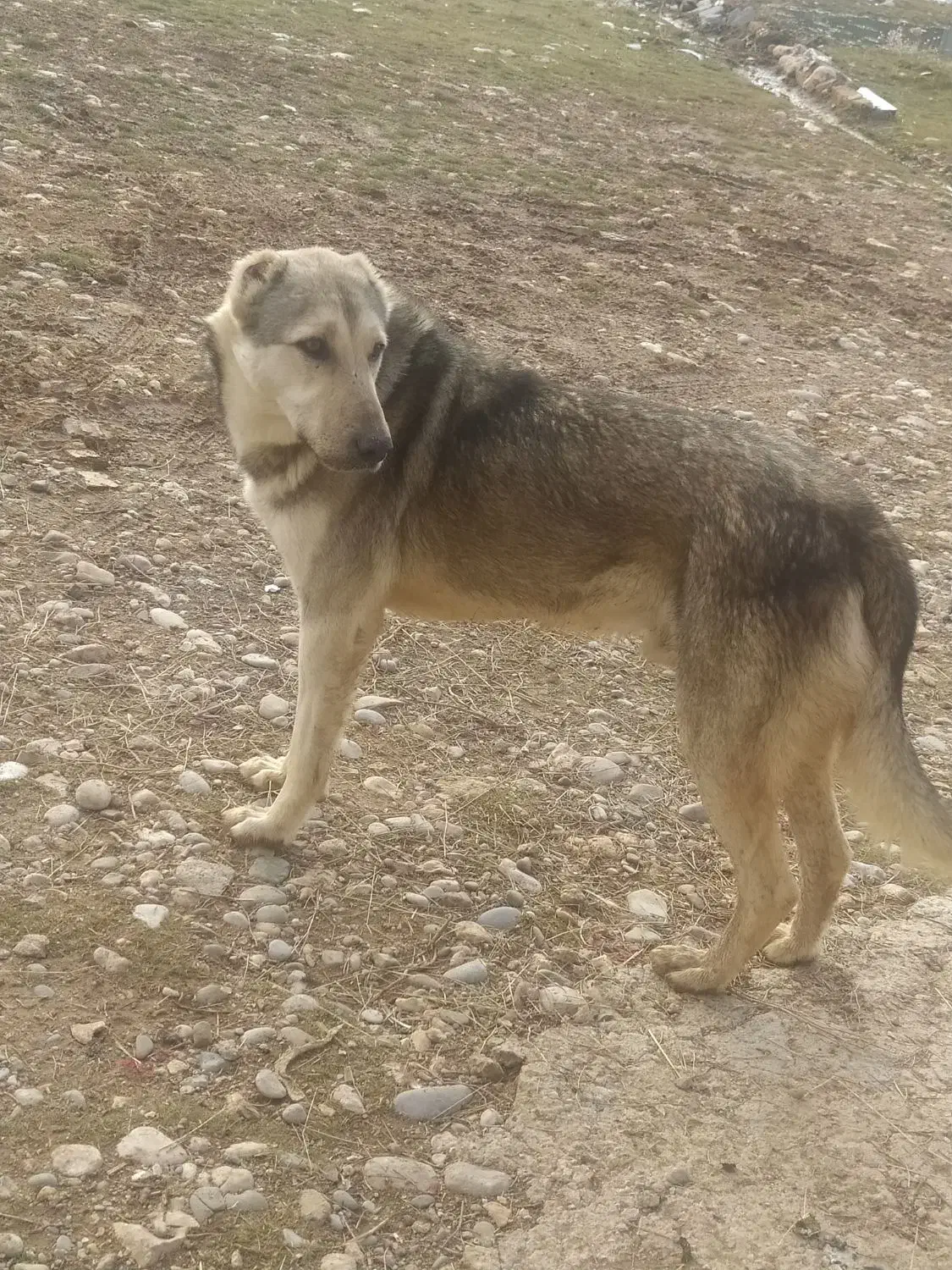 سگ گله|سگ|کرمانشاه, |دیوار