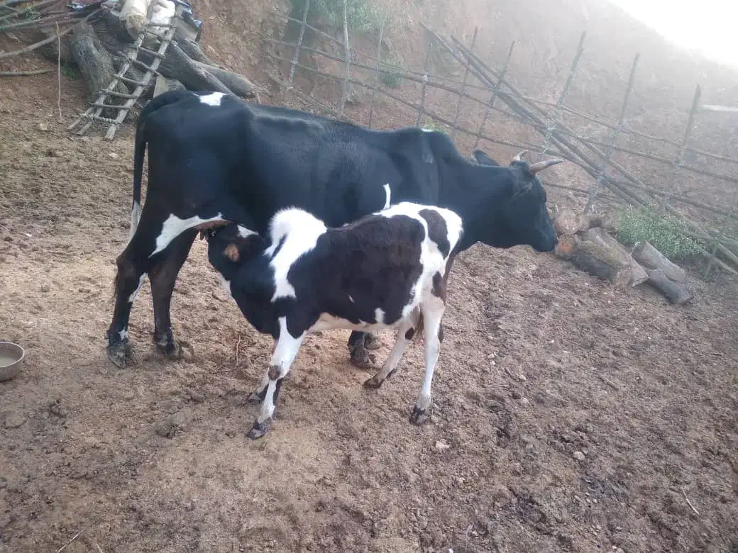 گاوباگوساله نر به فروش میرسد|حیوانات مزرعه|سنگر, |دیوار