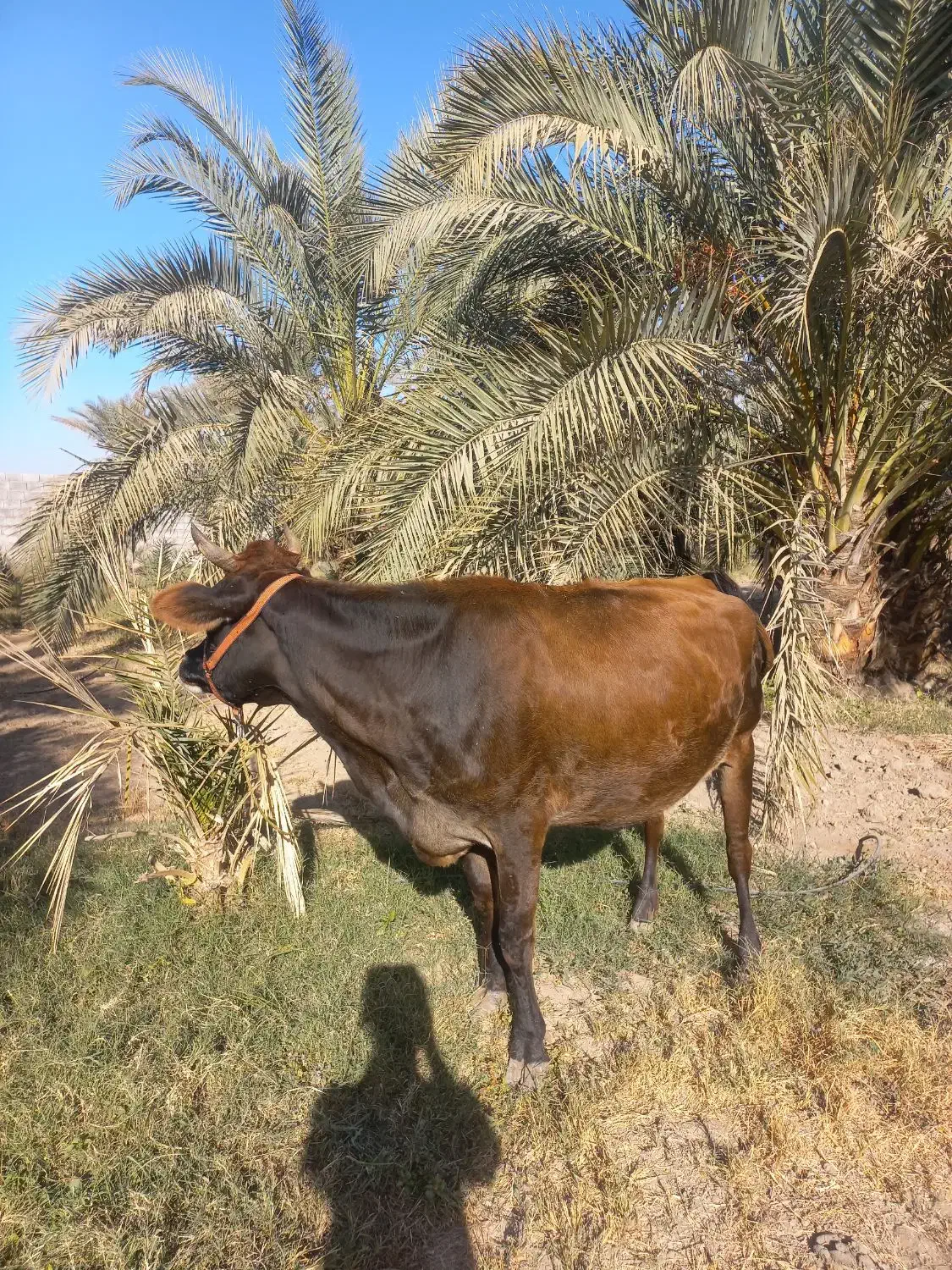 سلام گوساله جرسی اصل بخور|حیوانات مزرعه|جیرفت, |دیوار