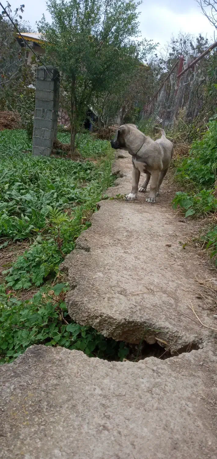 توله سرابی|سگ|رحیمآباد, |دیوار