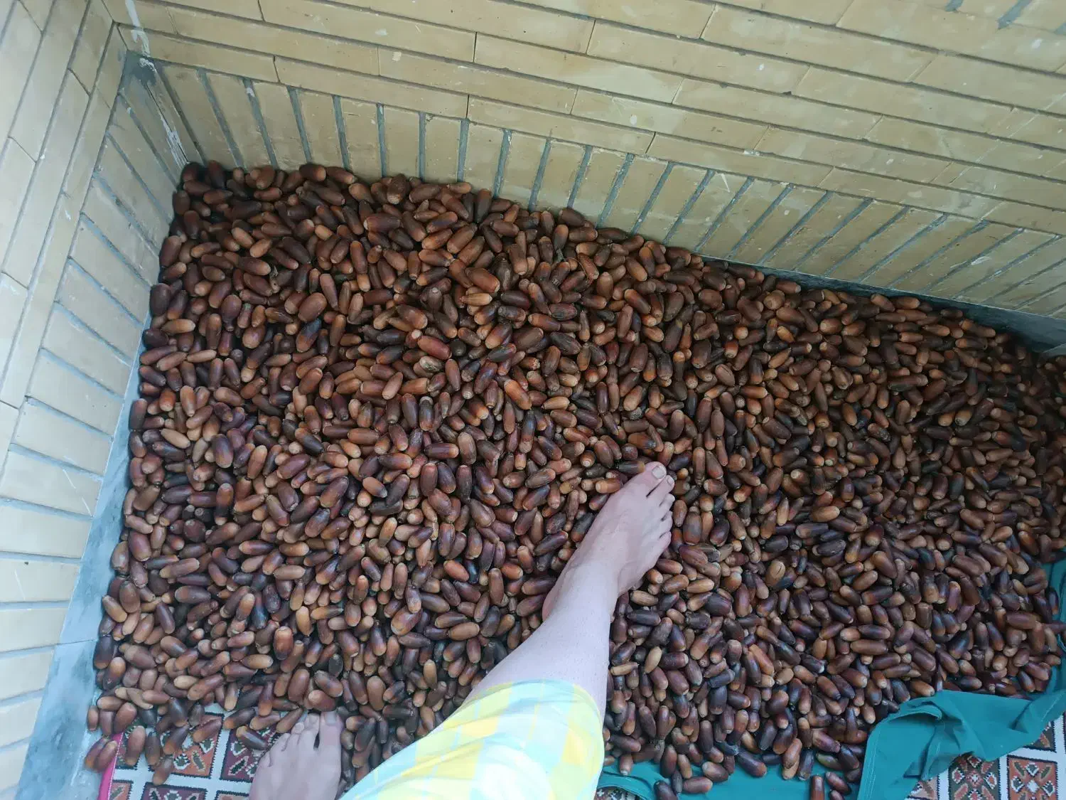 بلوط تمیز|خوردنی و آشامیدنی|مشهد, حسابی جنوبی (شهرک غرب)|دیوار