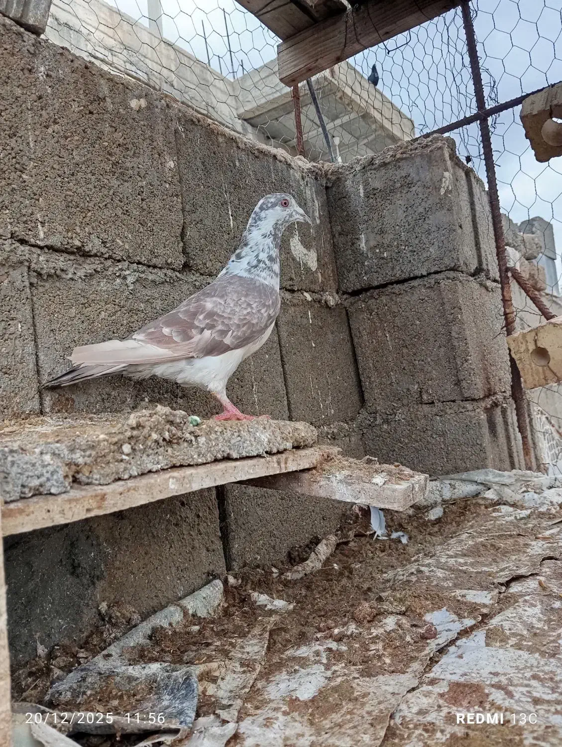 کفتر|پرنده|جنت, |دیوار