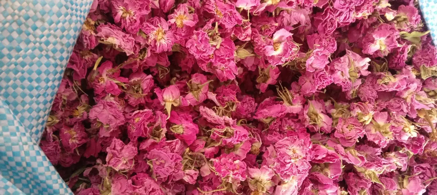 گل محمدی|گل و گیاه طبیعی|بیرجند, |دیوار