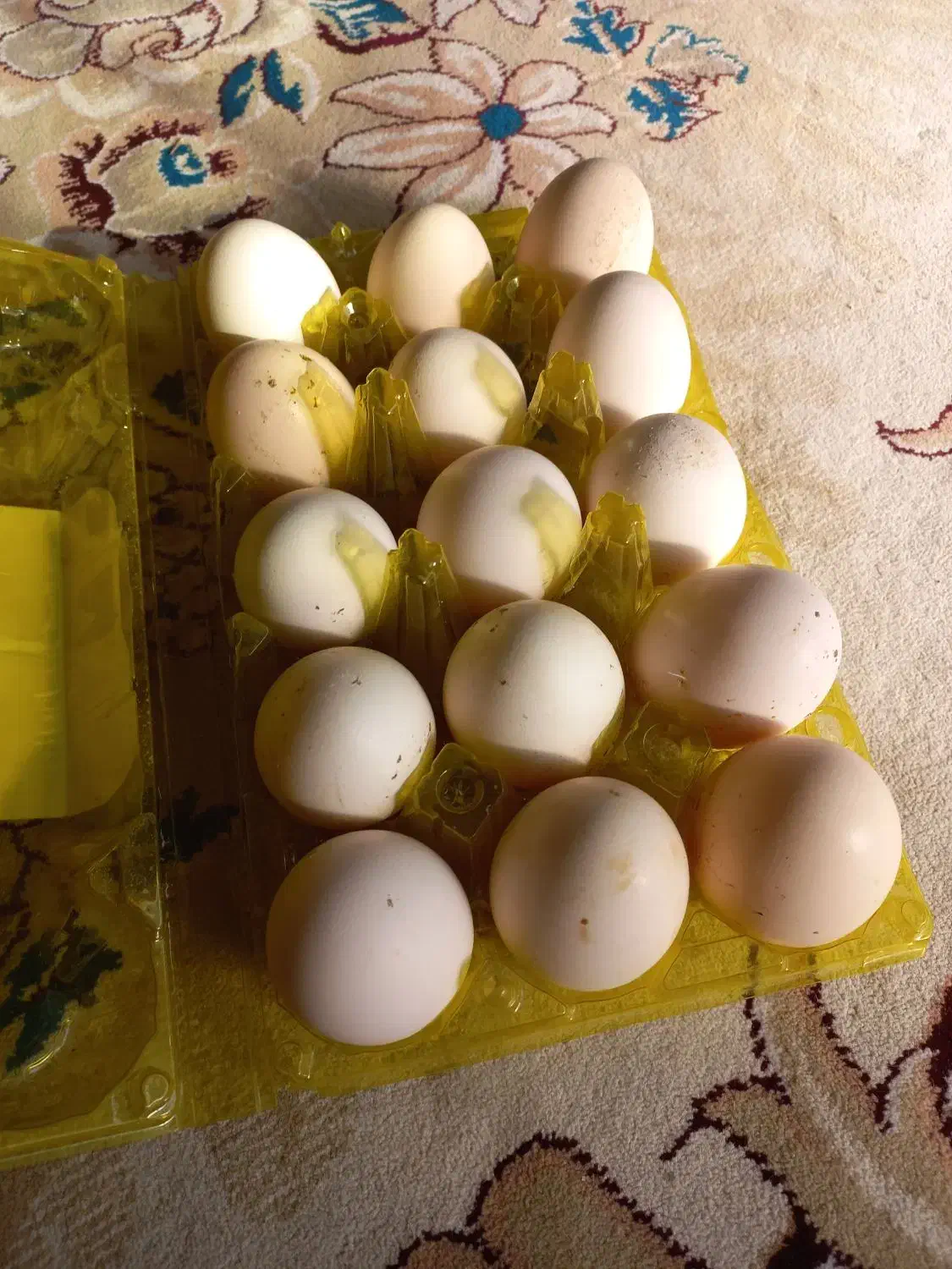تخم مرغ نطفه دار برهما لاری دیلگونی چهل تاج|حیوانات مزرعه|چرام, |دیوار
