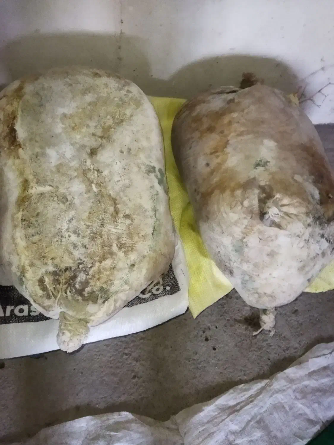 موتال|خوردنی و آشامیدنی|قشلاق دشت, |دیوار