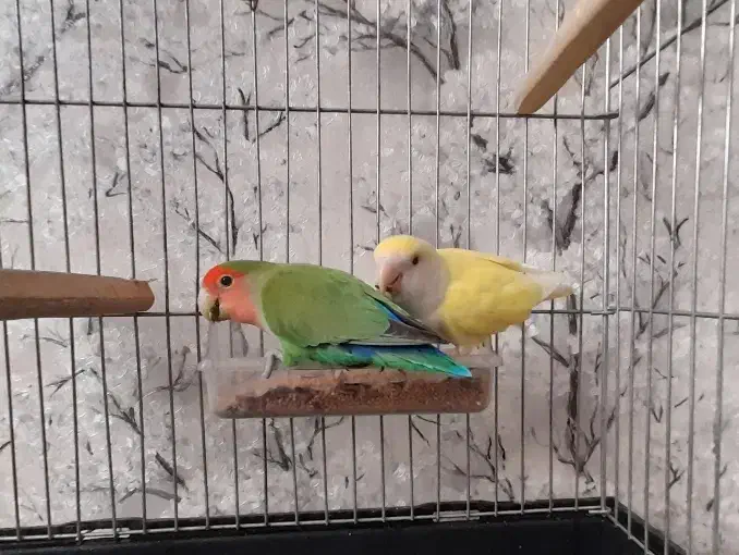 یک جفت طوطی برزیلی|پرنده|ری, عباس‌آباد|دیوار