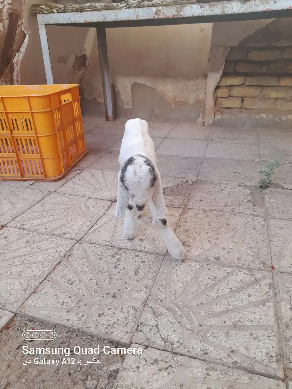 بزغاله نرخوب وسالم خارجی|حیوانات مزرعه|گرمسار, |دیوار