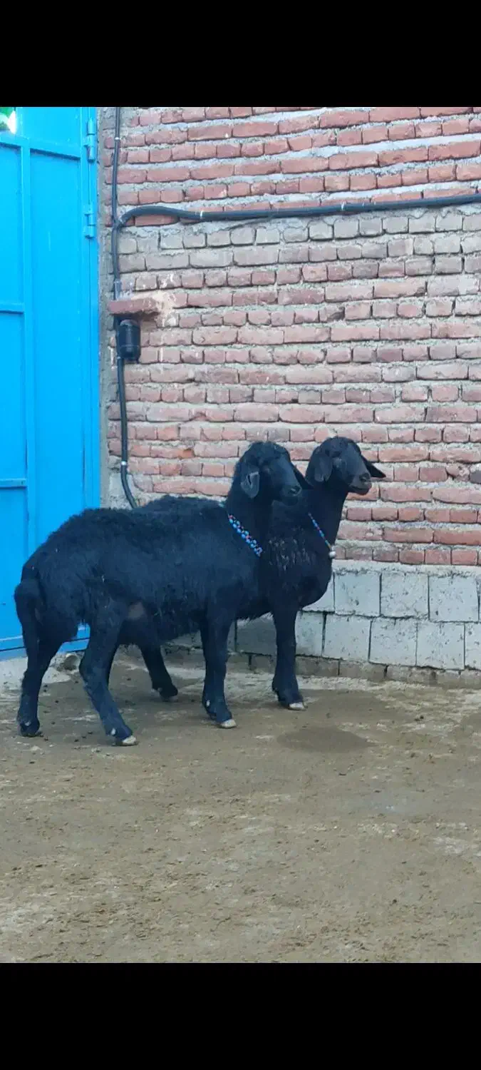 میش و قوچ|حیوانات مزرعه|میاندوآب, |دیوار