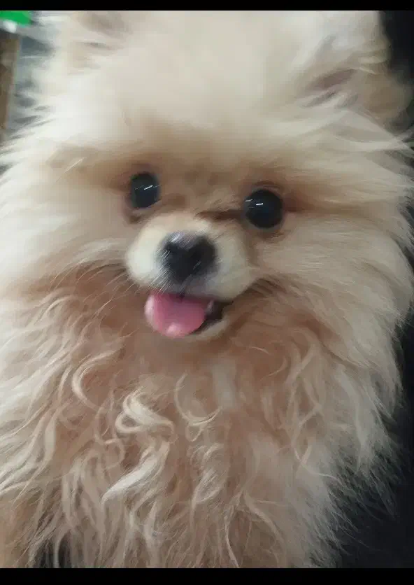 واگذاری سگ|سگ|بهارستان, |دیوار