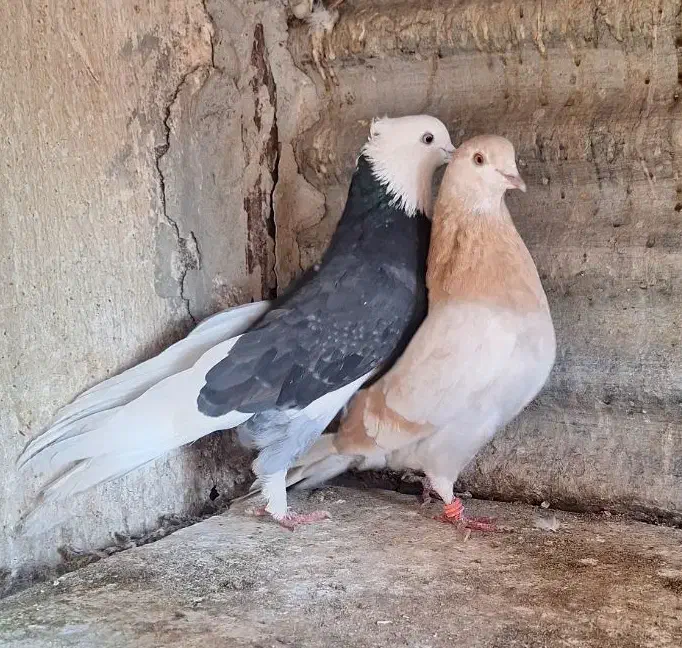 کفتر  ی جفت زرد و شازده|پرنده|ری, ولی آباد|دیوار