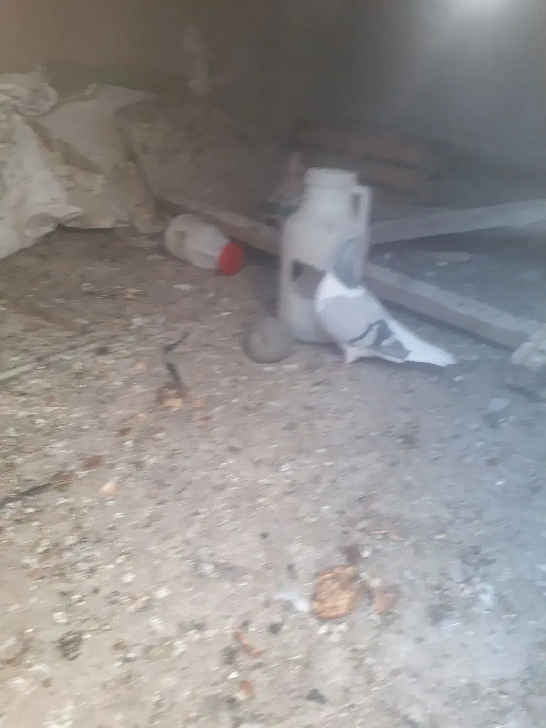 کبوتر‌پرشی‌جفتی نرماده چب‌کبود‌ماد‌دورشت ب|پرنده|قزوین, |دیوار