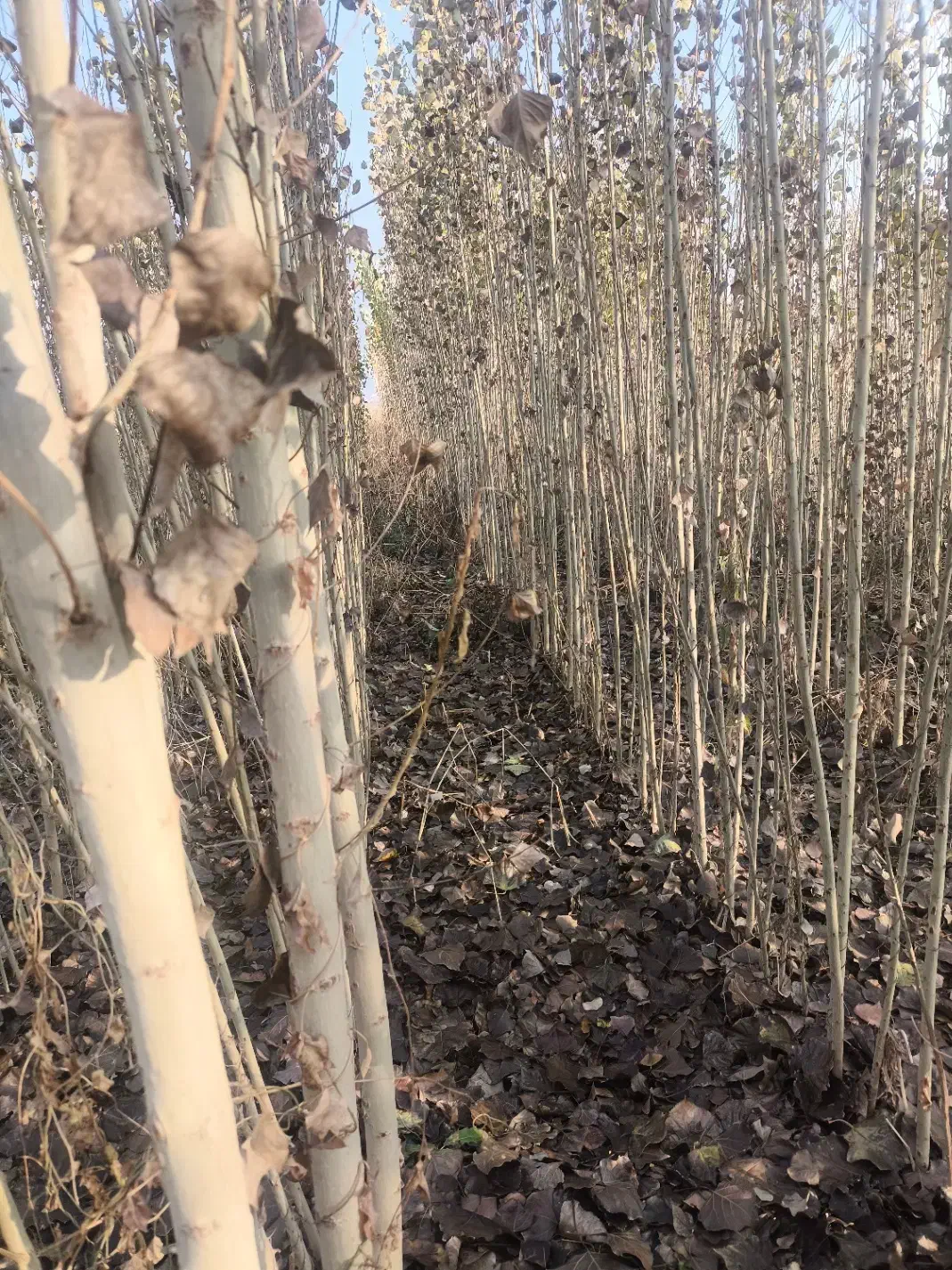 صنوبر|گل و گیاه طبیعی|میاندوآب, |دیوار