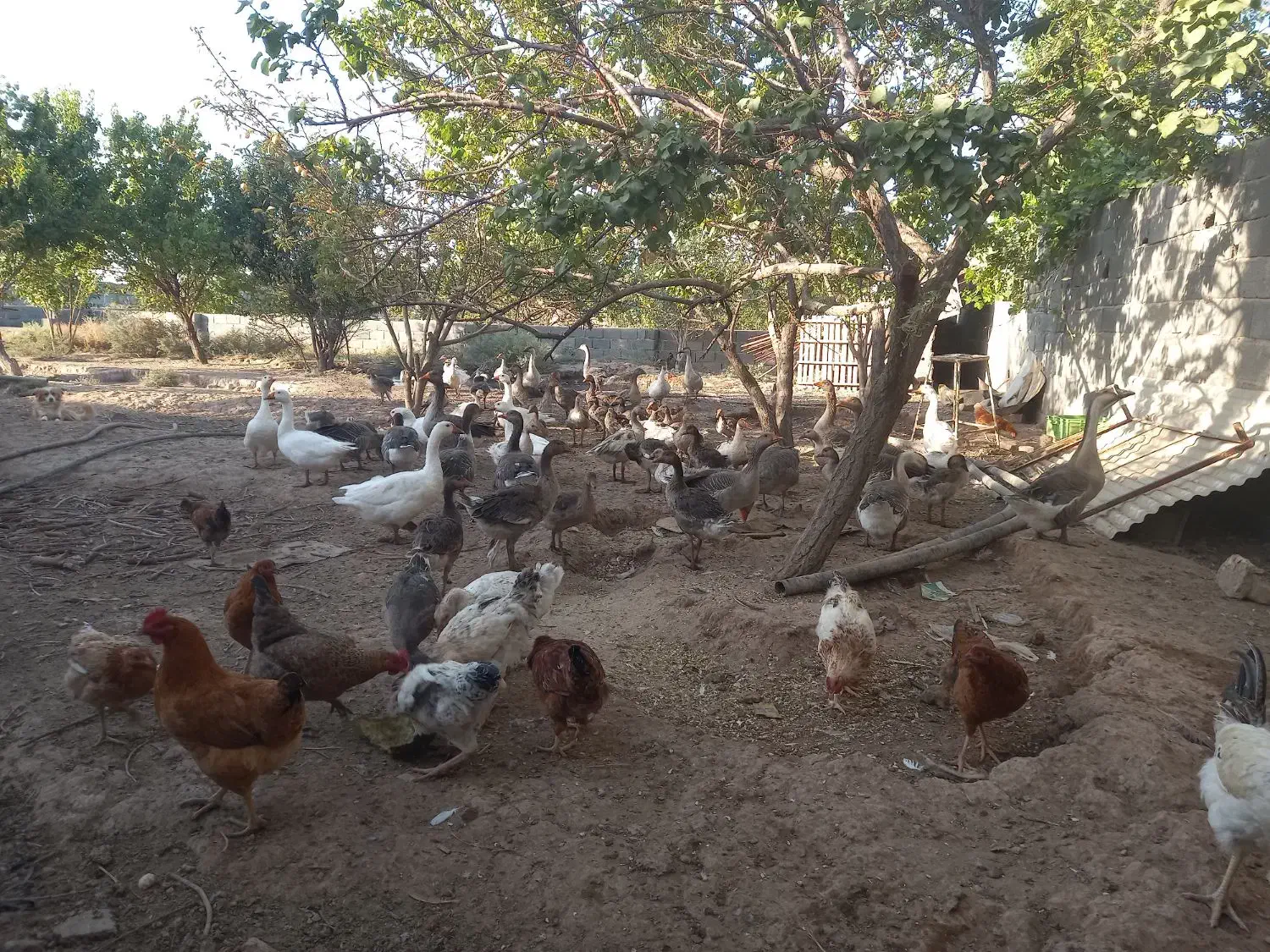 ۲۵ عدد نیمچه غاز و 6عدد بوقلمون نر|حیوانات مزرعه|آبیک, |دیوار