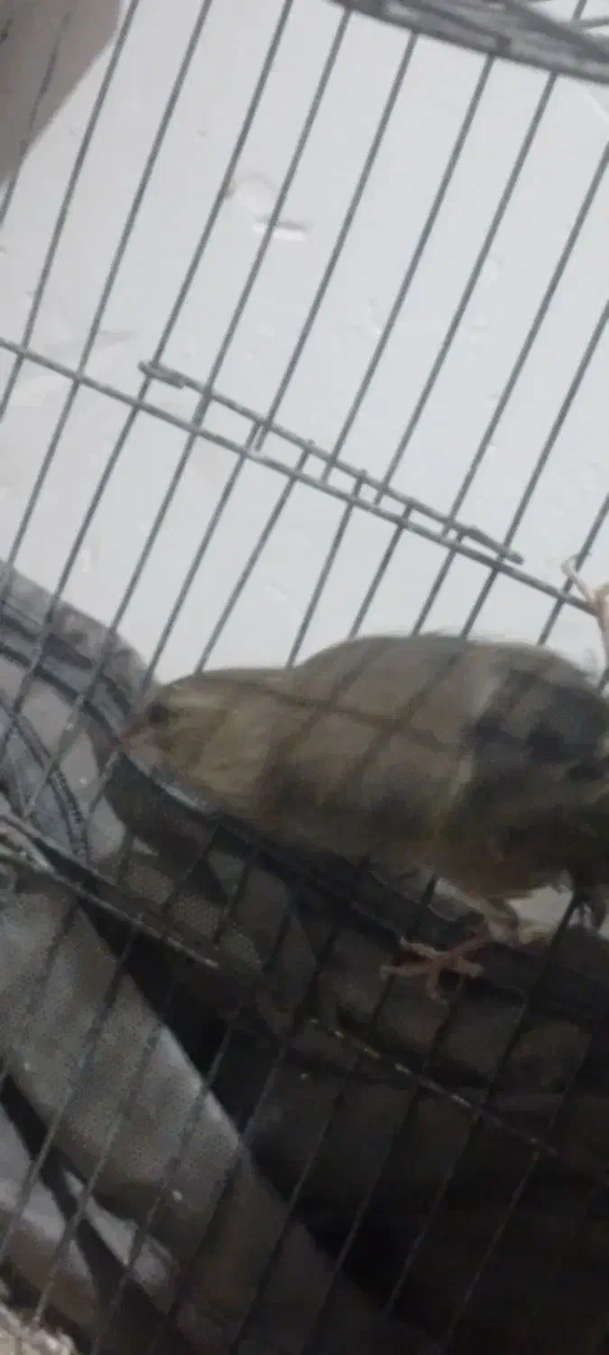 سهره  نر اروپایی|پرنده|اردکان, |دیوار