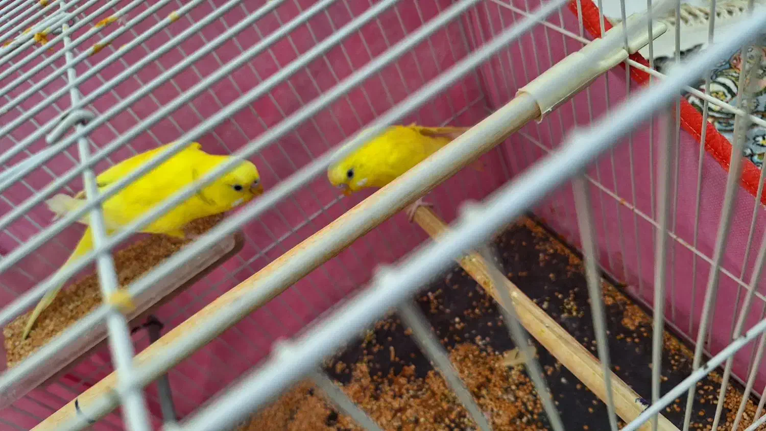 مرغ عشق|پرنده|مشهد, ابوذر|دیوار