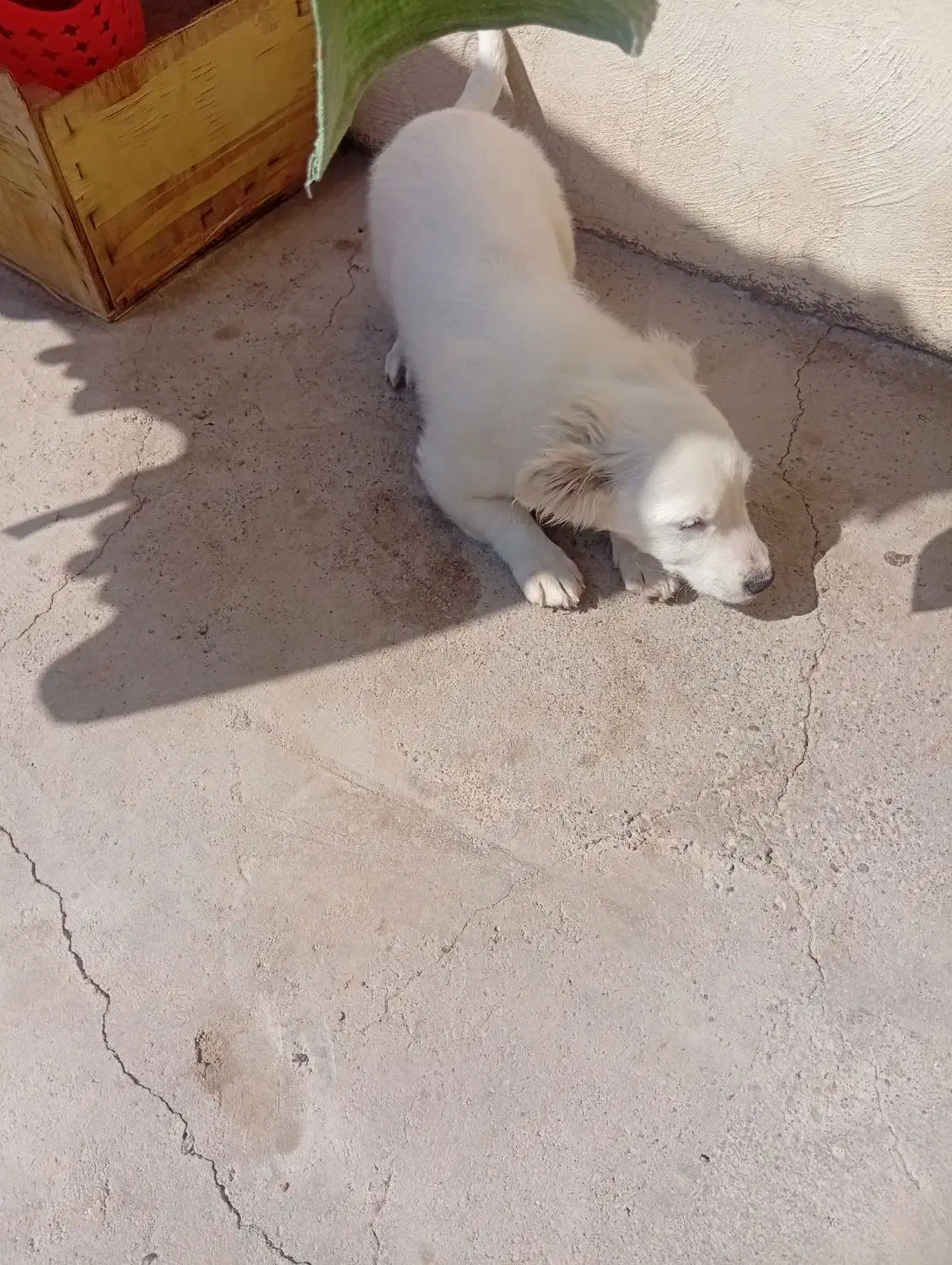 سگ نژاددار|سگ|کرمان, |دیوار