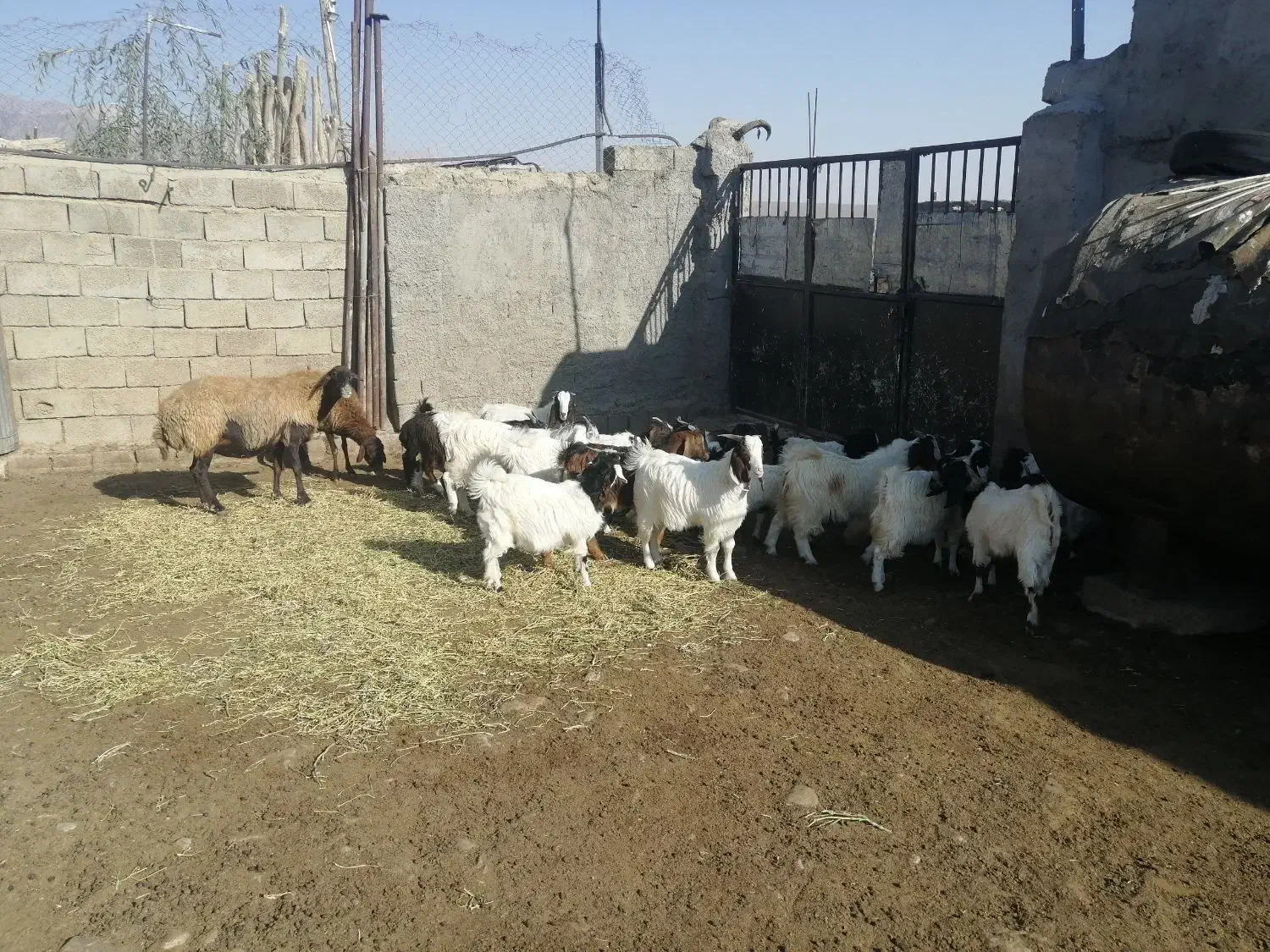 فروش چند راس نر بزغاله چاق|حیوانات مزرعه|شاهرود, |دیوار