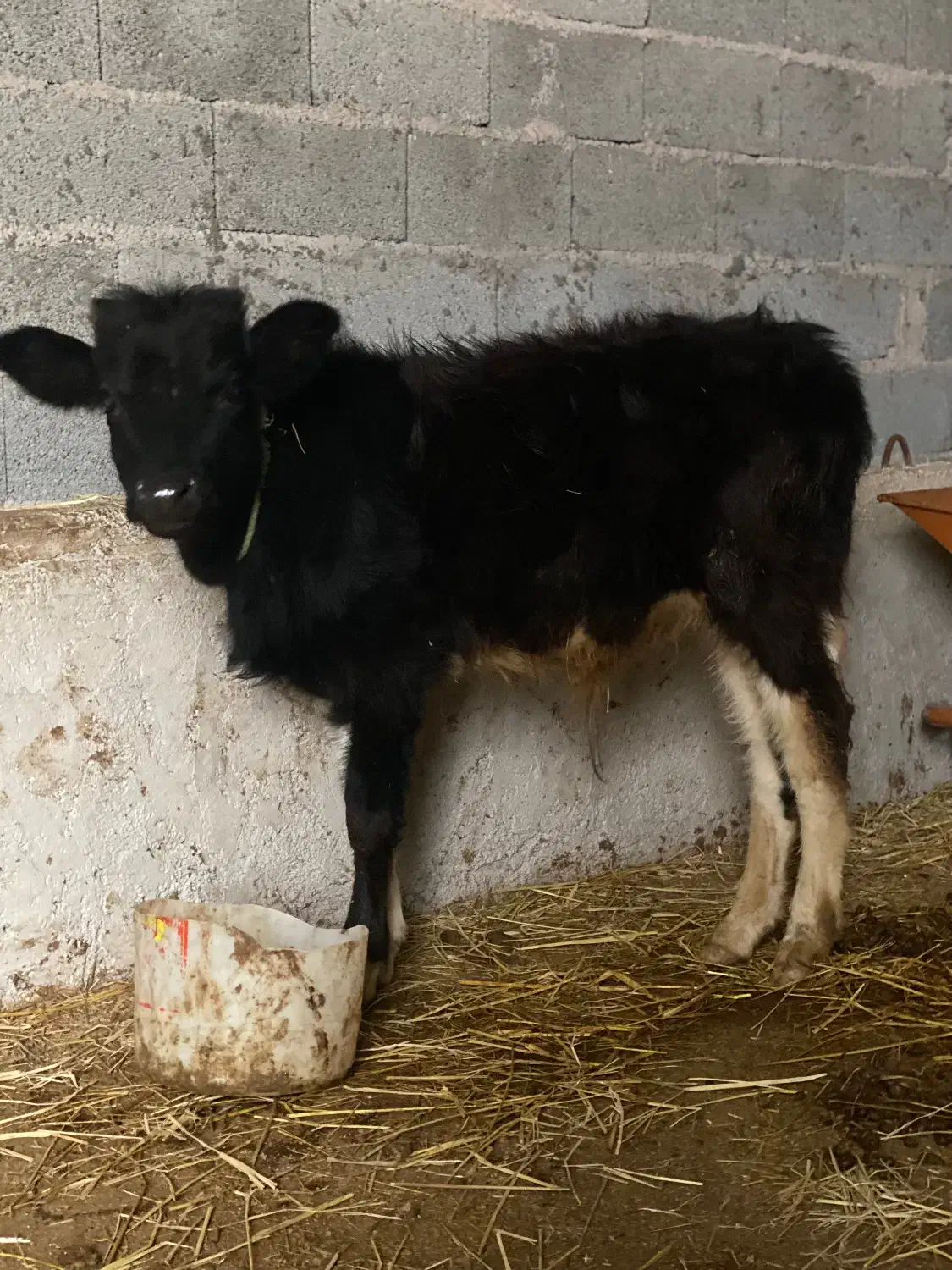 گوساله نر ورزاکوله جنس|حیوانات مزرعه|ماسال, |دیوار