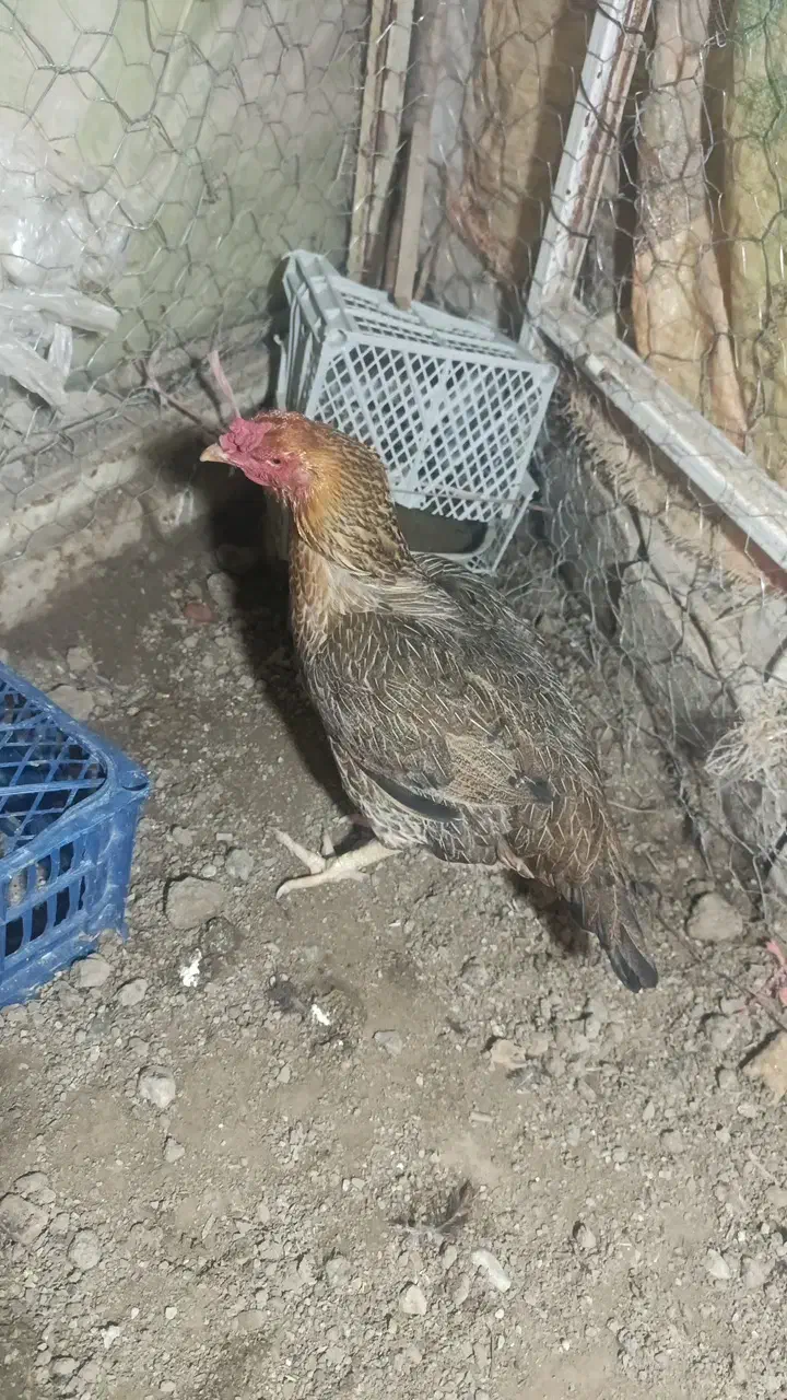 خروس ومرغ|حیوانات مزرعه|شیروان (خراسان), |دیوار