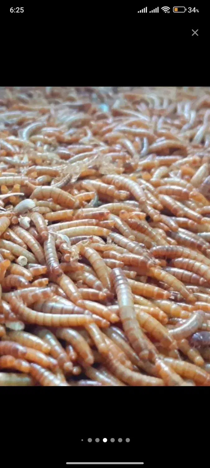 مزرعه میلورم|خزنده|تهران, باغ فیض|دیوار