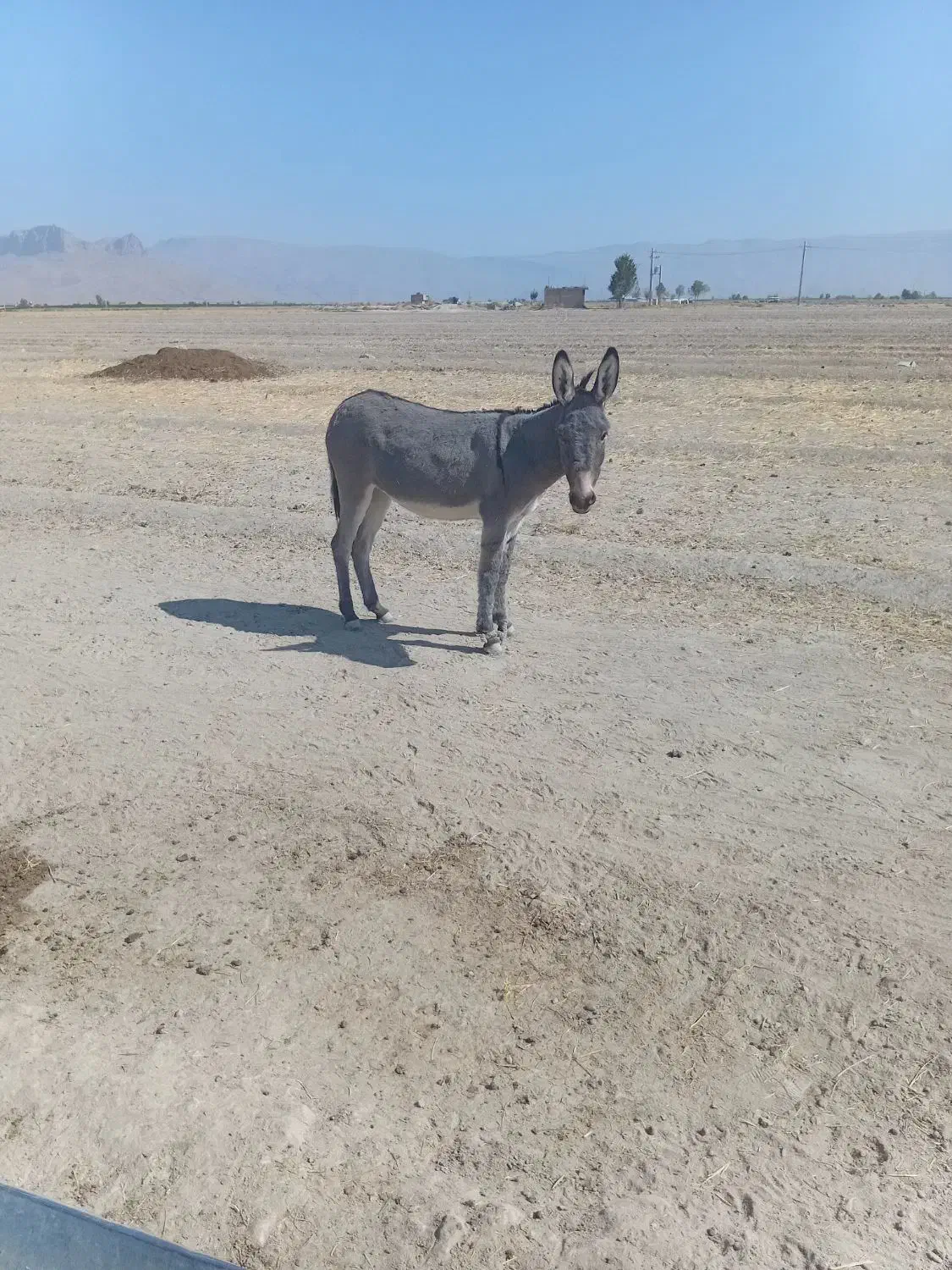 الاغ فروشی|حیوانات مزرعه|مرودشت, دولت آباد|دیوار