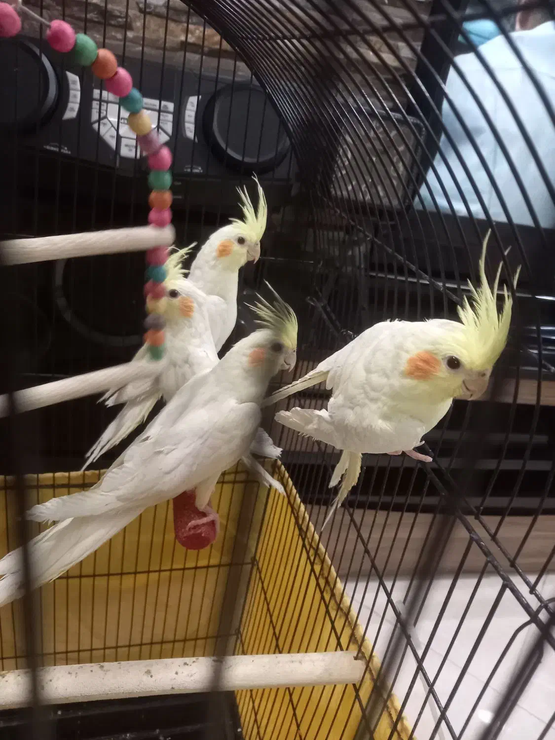 جوجه عروس هلندی لوتینو|پرنده|تهران, باشگاه نفت|دیوار