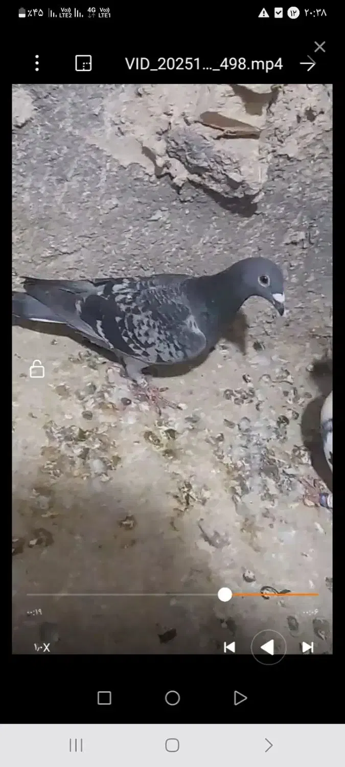 کبوتر آلمانی پلاکی و طوقی به ضمانت|پرنده|مشهد, میان ولایت|دیوار