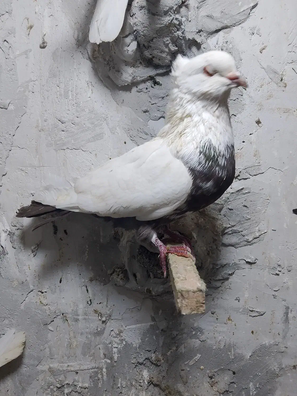 کبوتر دمبی|پرنده|شیراز, شهرک قمشه|دیوار