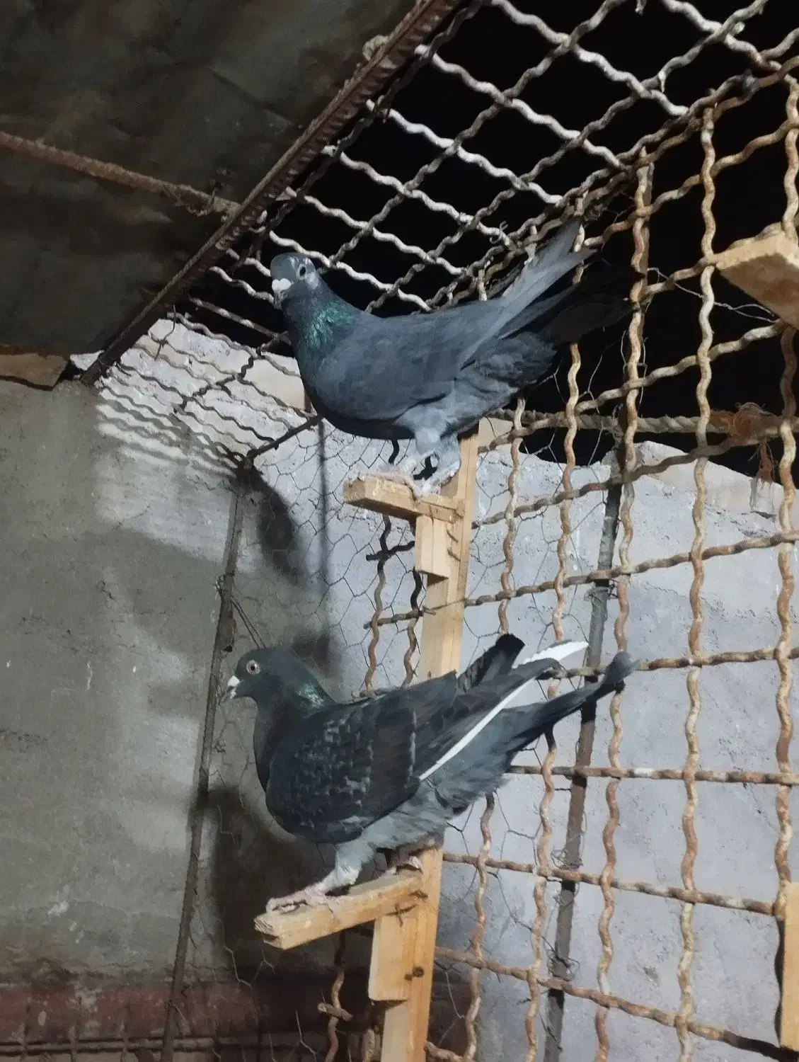 کفتر صید|پرنده|بجنورد, |دیوار