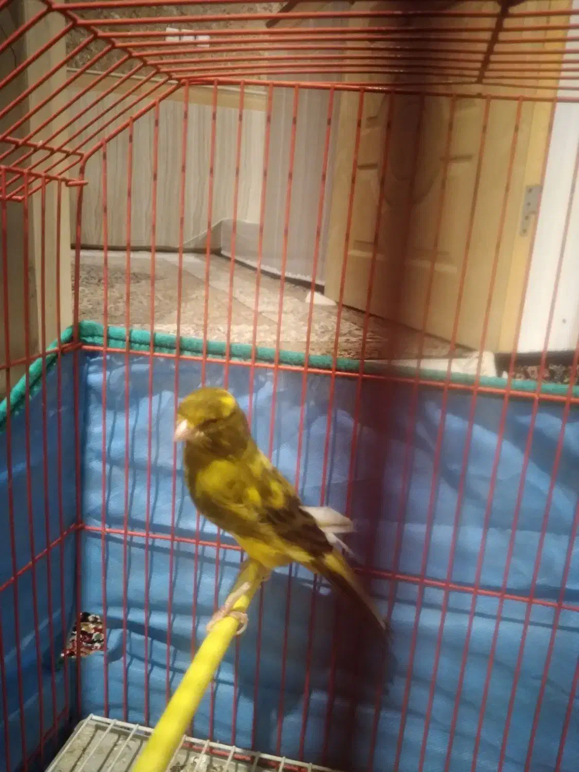 پرنده قناری|پرنده|کبودرآهنگ, |دیوار