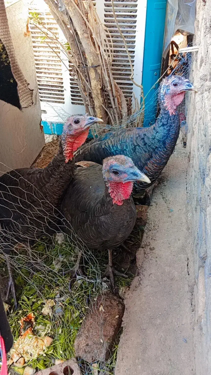 بوقلمون جوون به شرط|حیوانات مزرعه|تهران, مسعودیه|دیوار