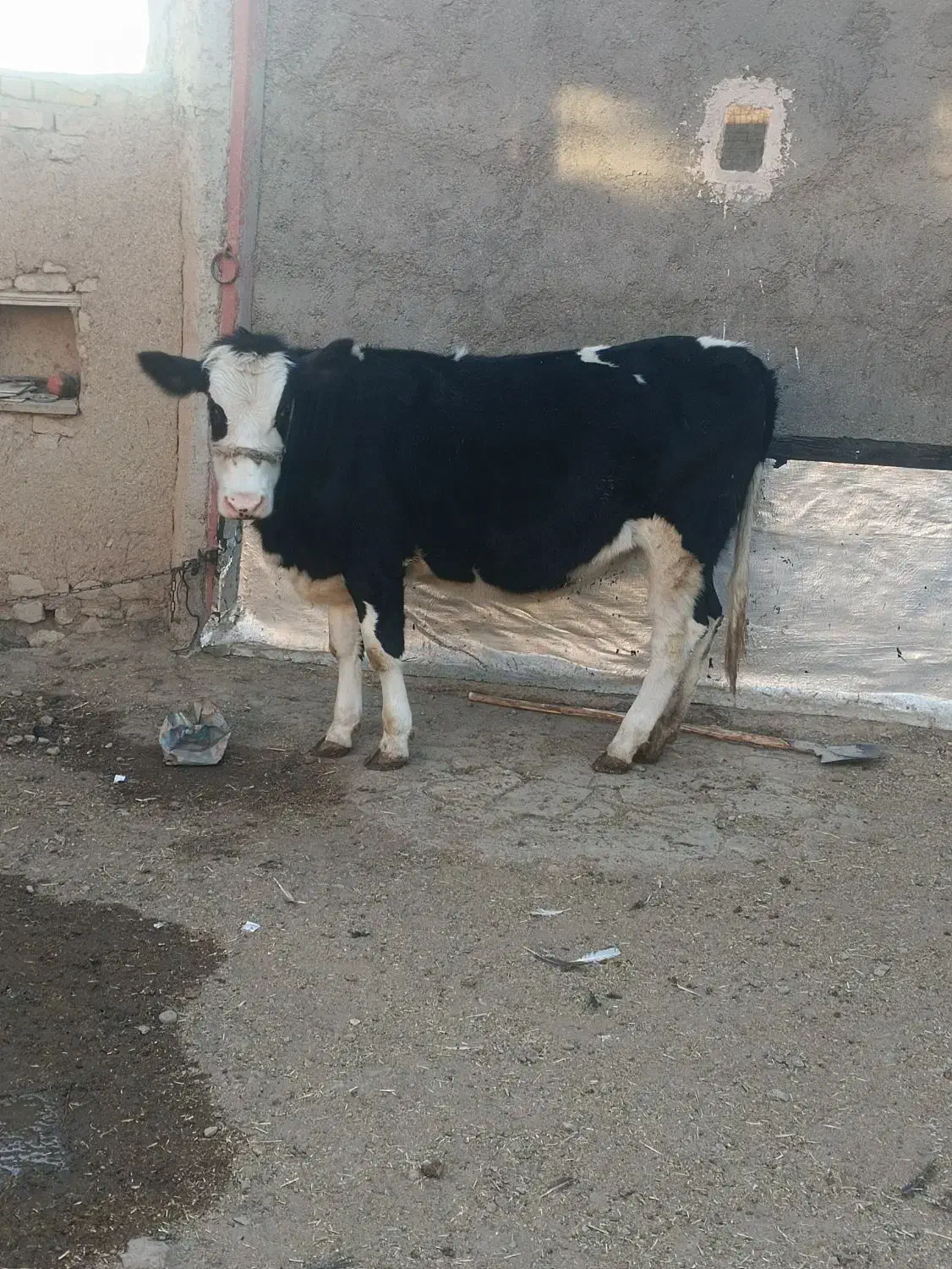 گوساله ماده آبستن|حیوانات مزرعه|رزن, |دیوار