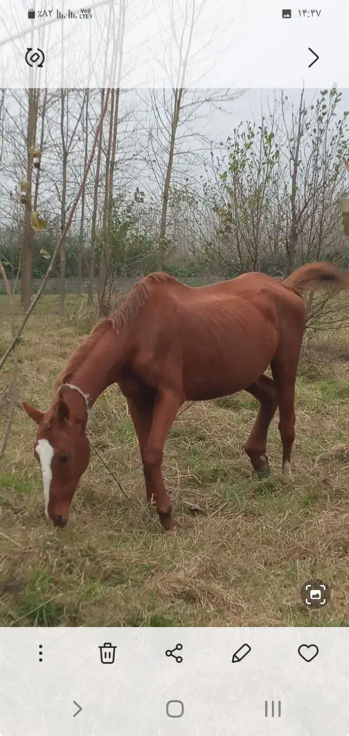 مادیان تروبرد|اسب و تجهیزات اسب‌سواری|خشکبیجار, |دیوار