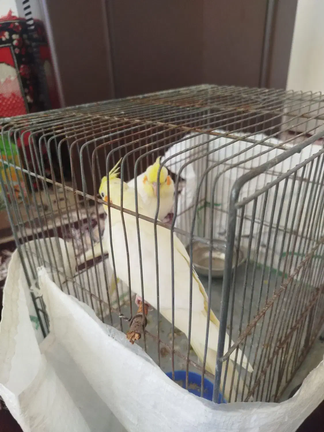 لوتینو|پرنده|اسفراین, |دیوار