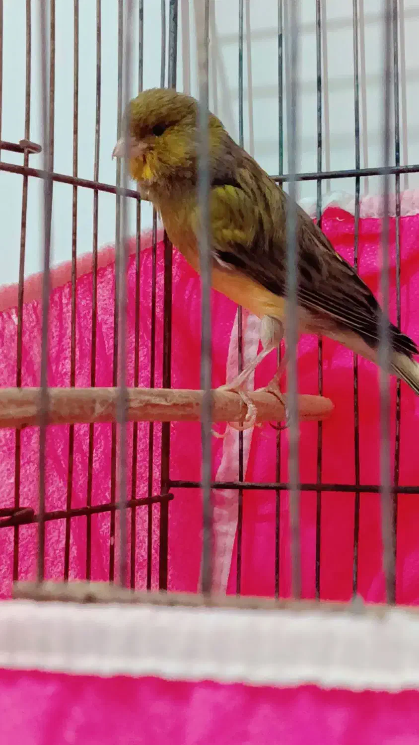 قناری|پرنده|کرمان, |دیوار