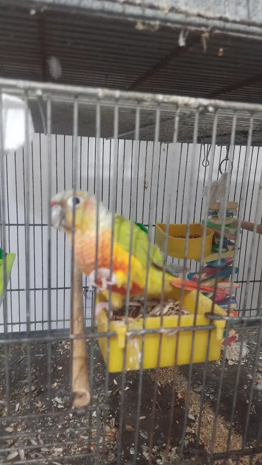 سانچیک خوشگل دستی|پرنده|چغادک, |دیوار