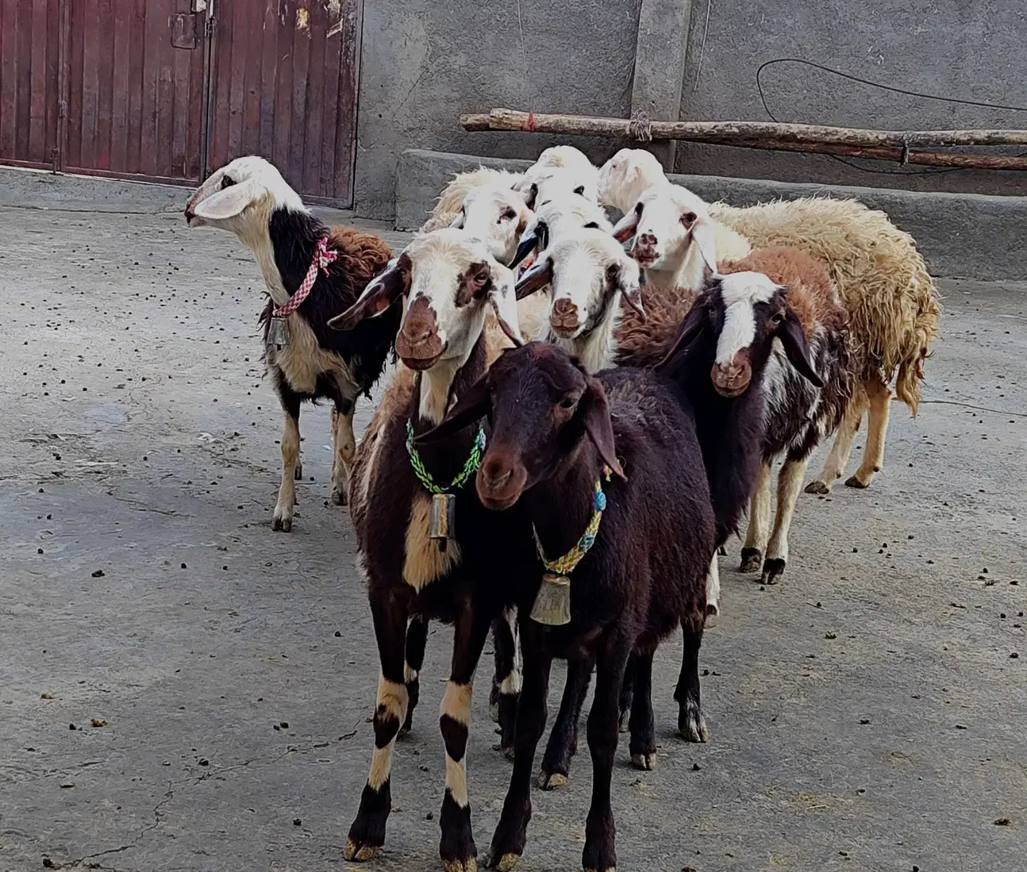 بره ماده عتیقه|حیوانات مزرعه|بروجرد, |دیوار